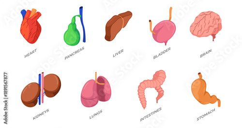 Isometric human internal organs set. Vector isolated bladder, heart and brain, lungs and liver, stomach and intestines, kidneys and pancreas. Anatomy and biology, medical education and healthcare