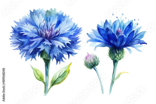 Blue Bachelor’s Button Watercolor Flower, Cornflower Botanical Illustration Isolated on White