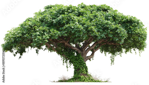 Lush green tree with thick canopy and substantial trunk, against a black background.  Extensive foliage, mature, and healthy.  Vines wrap around the base