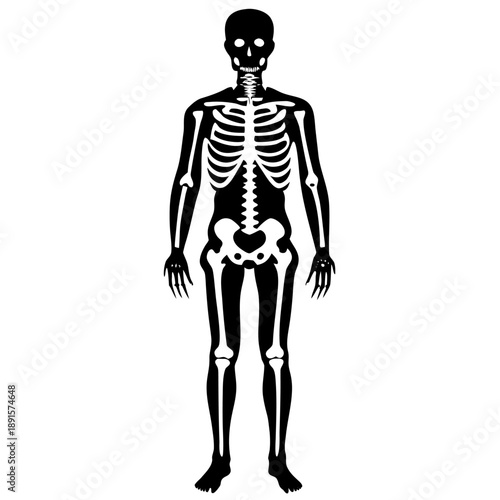 Human skeleton isolated on black and white background medical anatomy illustration
