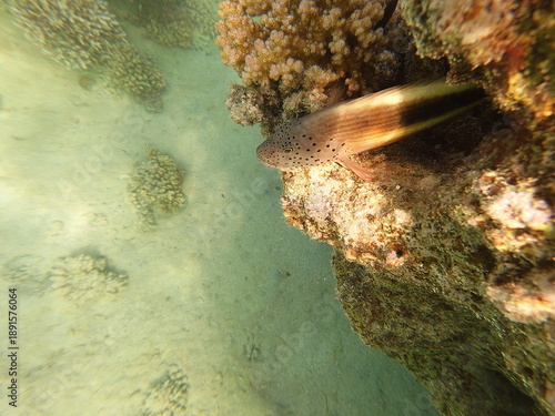 Paracirrhites forsteri, commonly known as the blackside hawkfish, is a reef-associated marine fish found in the Indo-Pacific region, including the Red Sea. It is easily recognized by its robust body, 
