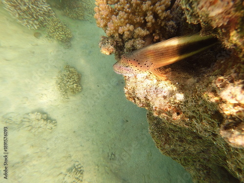 Paracirrhites forsteri, commonly known as the blackside hawkfish, is a reef-associated marine fish found in the Indo-Pacific region, including the Red Sea. It is easily recognized by its robust body, 