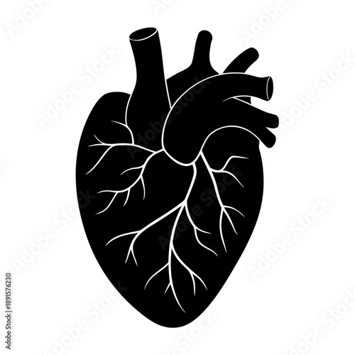 Black and White Anatomical Human Heart Illustration