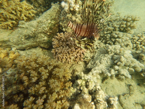 The lionfish (Pterois volitans) is a striking marine fish native to the Indo-Pacific region, known for its bold striped coloration and long, venomous fin spines. It inhabits coral reefs and rocky area
