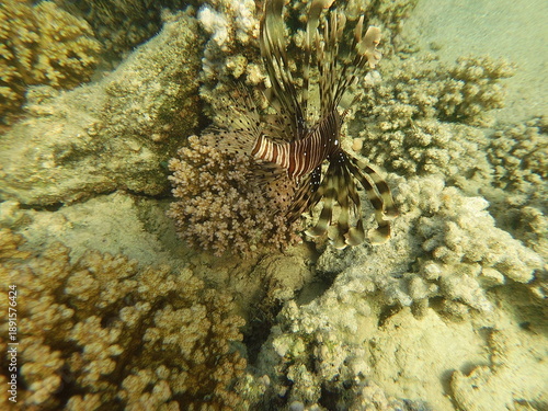 The lionfish (Pterois volitans) is a striking marine fish native to the Indo-Pacific region, known for its bold striped coloration and long, venomous fin spines. It inhabits coral reefs and rocky area