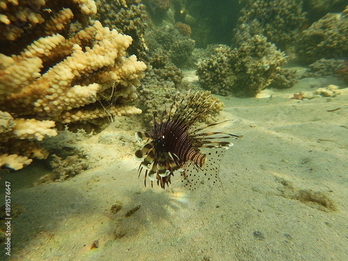 The lionfish (Pterois volitans) is a striking marine fish native to the Indo-Pacific region, known for its bold striped coloration and long, venomous fin spines. It inhabits coral reefs and rocky area