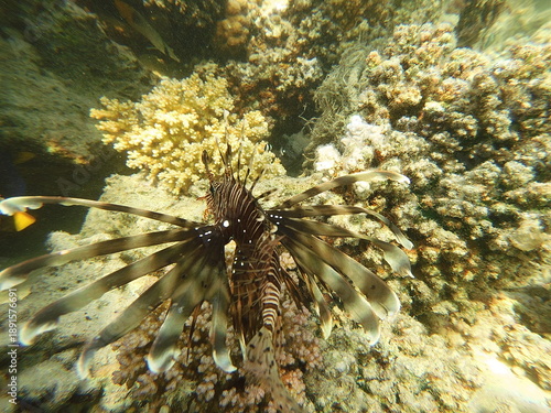The lionfish (Pterois volitans) is a striking marine fish native to the Indo-Pacific region, known for its bold striped coloration and long, venomous fin spines. It inhabits coral reefs and rocky area