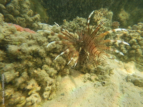 The lionfish (Pterois volitans) is a striking marine fish native to the Indo-Pacific region, known for its bold striped coloration and long, venomous fin spines. It inhabits coral reefs and rocky area