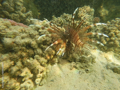 The lionfish (Pterois volitans) is a striking marine fish native to the Indo-Pacific region, known for its bold striped coloration and long, venomous fin spines. It inhabits coral reefs and rocky area
