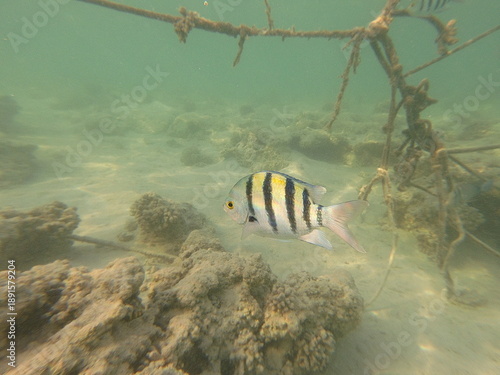 Abudefduf vaigiensis, commonly known as the Indo-Pacific sergeant or sergeant major, is a brightly colored reef fish widely distributed throughout the Indo-Pacific region, including the Red Sea and In