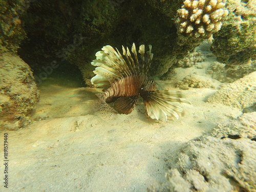 The lionfish (Pterois volitans) is a striking marine fish native to the Indo-Pacific region, known for its bold striped coloration and long, venomous fin spines. It inhabits coral reefs and rocky area