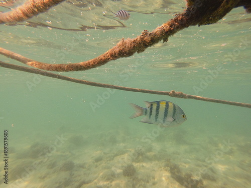 Abudefduf vaigiensis, commonly known as the Indo-Pacific sergeant or sergeant major, is a brightly colored reef fish widely distributed throughout the Indo-Pacific region, including the Red Sea and In