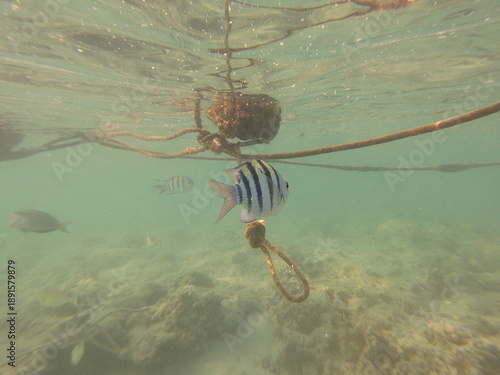 Abudefduf vaigiensis, commonly known as the Indo-Pacific sergeant or sergeant major, is a brightly colored reef fish widely distributed throughout the Indo-Pacific region, including the Red Sea and In