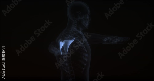 Subscapularis muscle in human body. X Ray. Loop