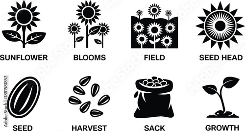 Sunflower growth cycle icon set, seed bloom harvest stages, agricultural botanical vector illustration, farming education symbols isolated on white background