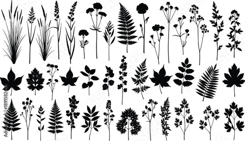 Collection of black plant and fern silhouettes on white background leaf flora