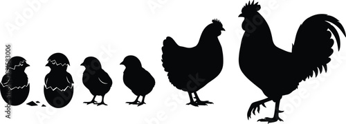 Chicken Life Cycle Silhouette Showing Egg Hatching, Chick Growth and Adult Rooster Stages, Black Vector Farm Animal Development Illustration Isolated on White Background