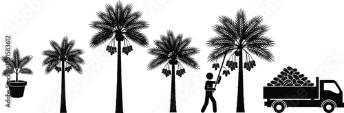 Date Palm Tree Growth and Harvest Process Illustration Showing Plantation Stages, Farmer Collecting Dates and Truck Transport, Agricultural Production Cycle in Black Vector Silhouette Style