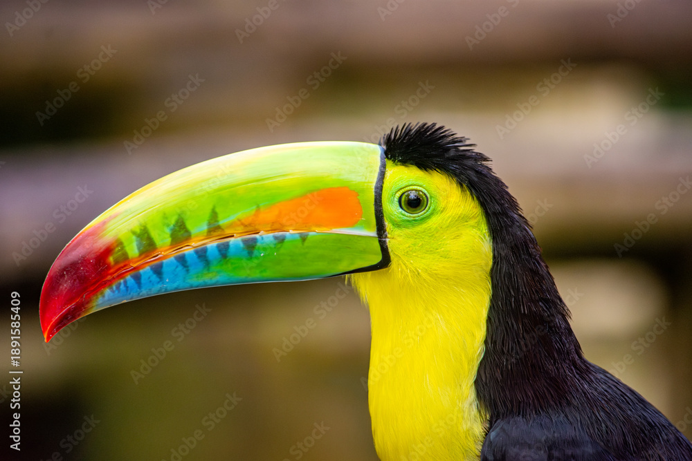 Naklejka premium A vibrant toucan with a striking beak, showcasing the beauty of wildlife in Ukumarí Park, Pereira, Risaralda, Colombia.