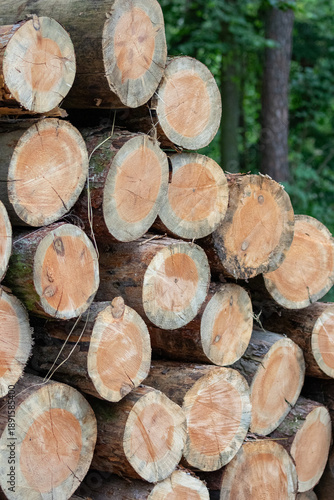 Pine Tree Firewood Logs Close Up in Green Evergreen Forest