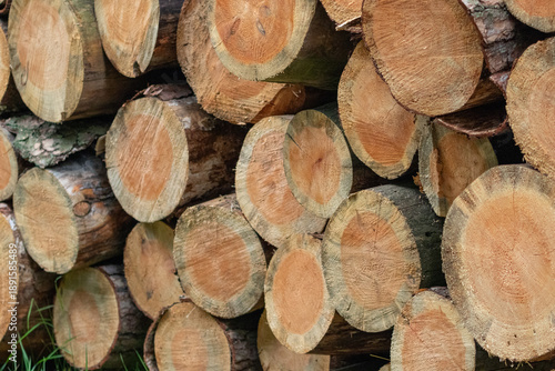 Pine Tree Firewood Logs Close Up in Green Evergreen Forest