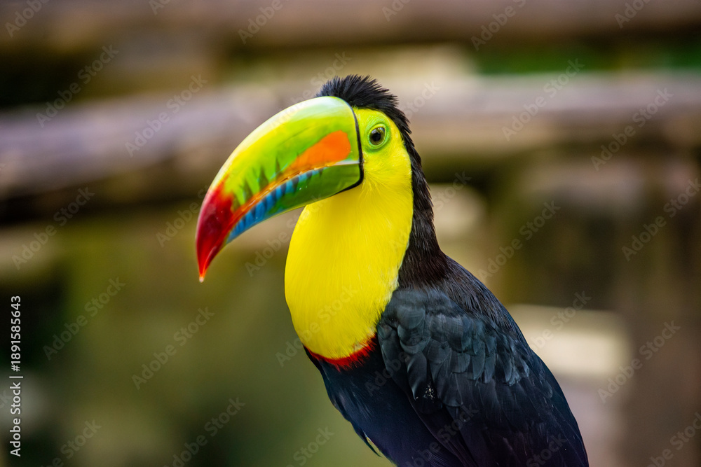 Fototapeta premium A vibrant toucan showcasing its bright yellow and green plumage in Ukumarí Park, Pereira, Risaralda, Colombia.