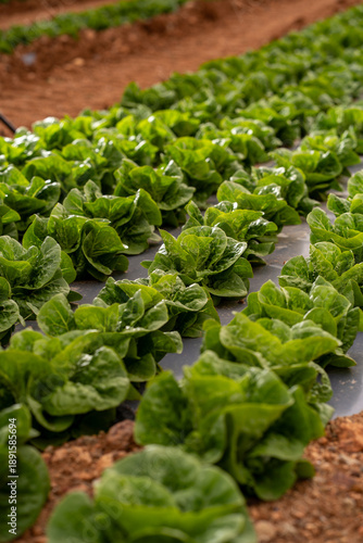 Young lettuce growing in rows on a farm field