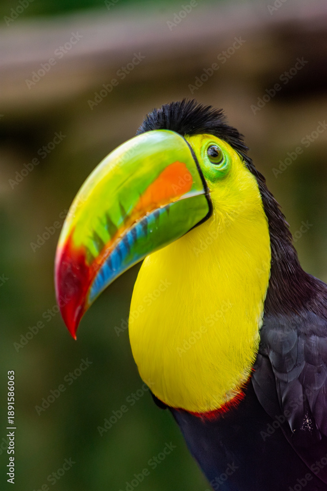 Fototapeta premium A vibrant toucan with a bright beak perched in Ukumarí Park, showcasing the beauty of Colombian wildlife and conservation efforts.
