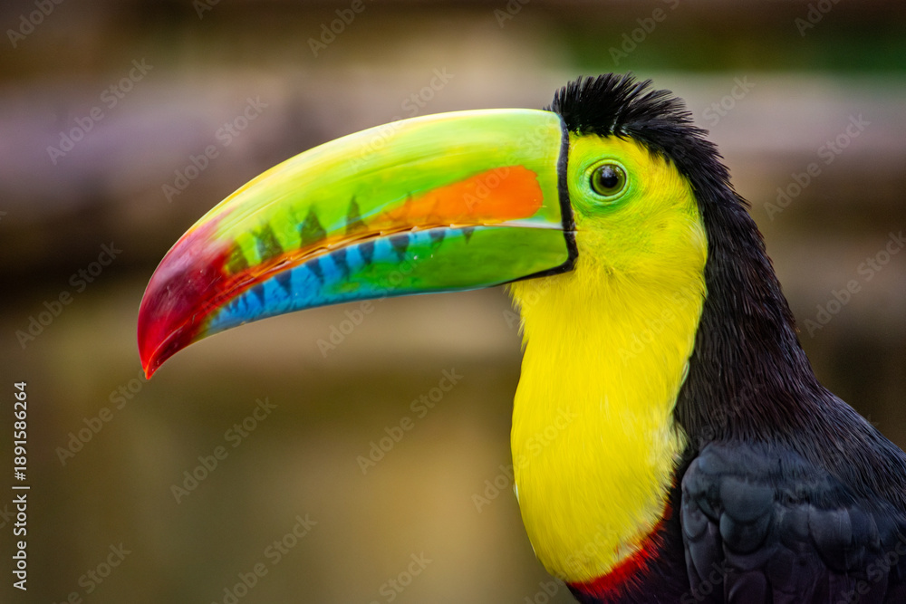 Fototapeta premium A vibrant toucan showcases its colorful bill in the lush surroundings of Ukumarí Park, Pereira, Risaralda, Colombia.