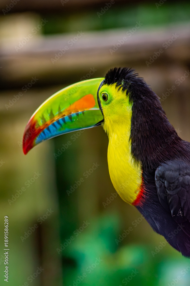 Fototapeta premium A vibrant toucan showcasing its striking beak and vivid feathers in Ukumarí, Pereira, Risaralda, Colombia.