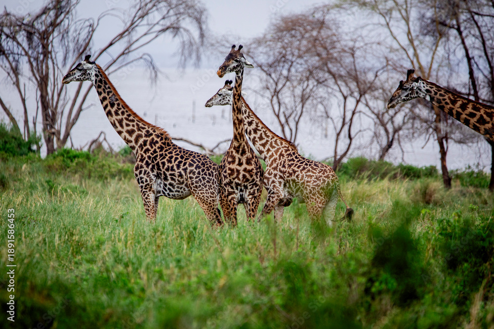 Fototapeta premium Giraffe standing in African savanna landscape