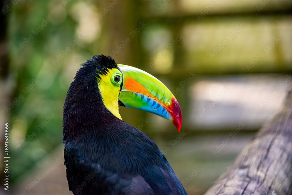 Fototapeta premium A vibrant toucan with a large, multicolored beak, showcasing its striking features in a lush outdoor setting in Pereira, Risaralda, Colombia.