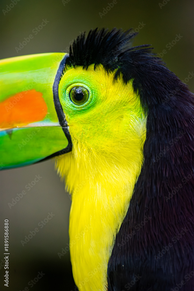 Fototapeta premium Vibrant close-up of a toucan showcasing its striking colors and features, native to Colombia's Ukumarí Park in Risaralda.