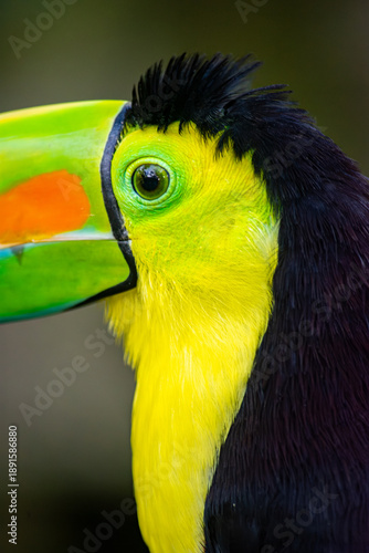 Vibrant close-up of a toucan showcasing its striking colors and features, native to Colombia's Ukumarí Park in Risaralda.