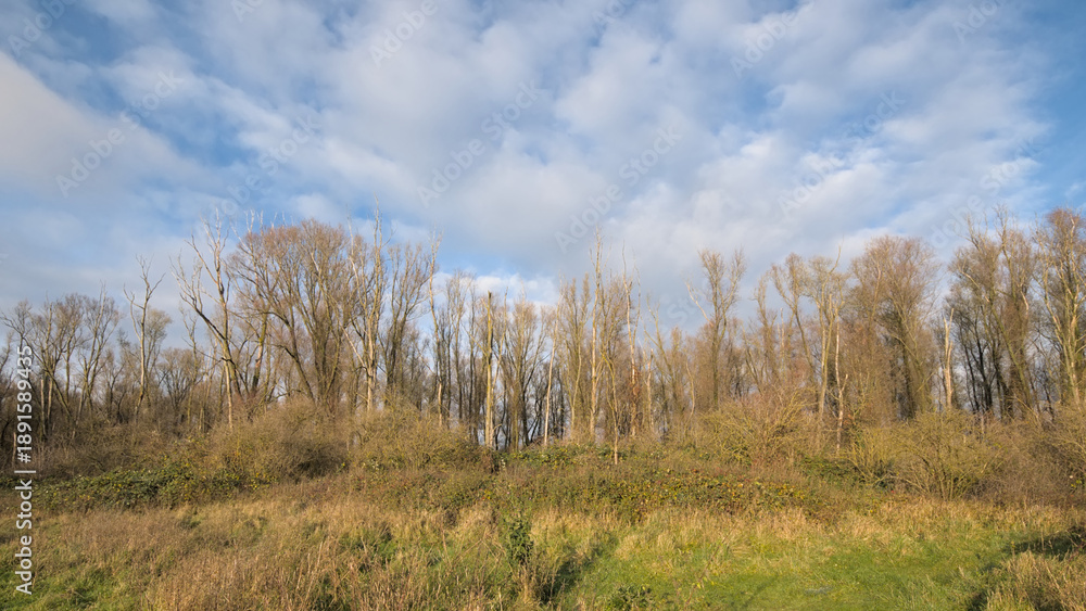 Fototapeta premium sunny bare winter forest in Vinderhoutse bossen nature reserve, Flanders, Belgium