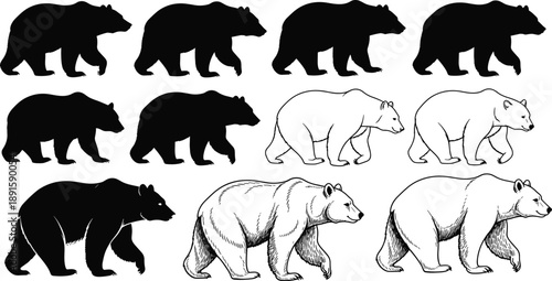Bear silhouettes and line art collection featuring walking wildlife animal poses in black and white styles isolated on white background illustration set