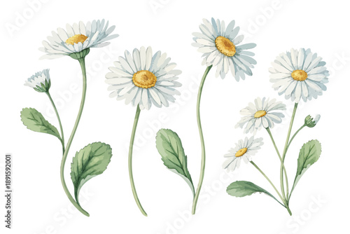 set of Watercolor Bellis Perennis Daisy, Simple Botanical Floral Vector Isolated on White