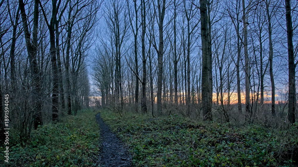 Obraz premium Colourful winter evening sky in the forest of Vinderhoutse bossen nature reserve, Ghent, Flanders, Belgium 