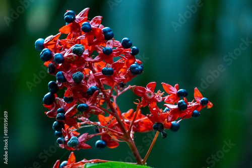 A close-up masterpiece of nature: vibrant red bracts cradle deep blue-black berries in a lush cluster — the intricate beauty of Clerodendrum’s floral architecture unfolds against a softly blurred jung