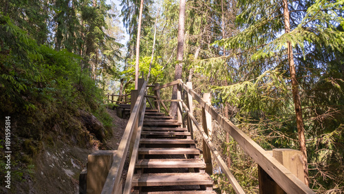 Wooden stairs climbing through lush pine forest