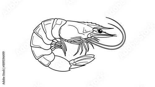 Detailed black and white line art illustration depicts a single crustacean shrimp with long antennae and a segmented shell on a white background.