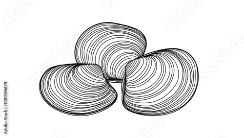 Three closed clam shells with detailed ribbed textures, presented in a black and white line drawing for seafood or nature themes.