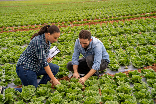 Farmers inspecting lettuce crop quality in field