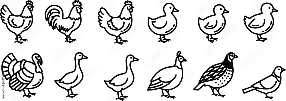 Fototapeta premium A collection of various bird species in a simple line drawing style