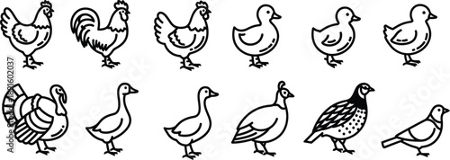 A collection of various bird species in a simple line drawing style