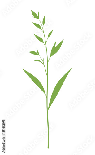 Kłos źdźbło kwitnąca trawa