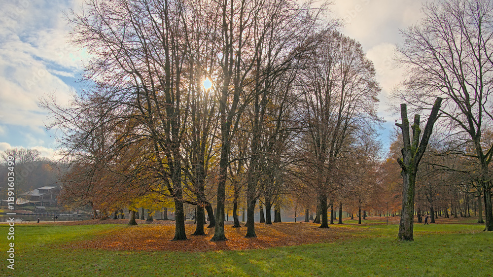 Obraz premium Autumn sun behind the colourful trees in Sonian forest in fall. Brussels, Belgium
