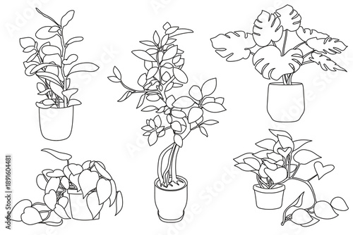 Set of plant in pot hand drawn vector illustrations house plant, home decoration