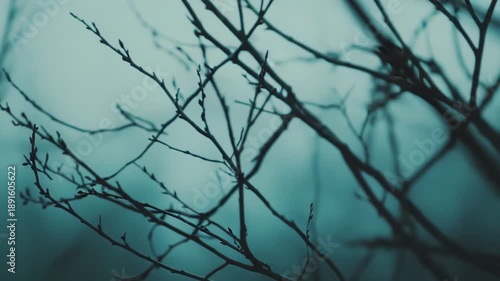 Bare tree branches stand out clearly against a soft, blurred, misty background, reflecting nature's serene dormancy and the cold, atmospheric beauty of a quiet winter landscape