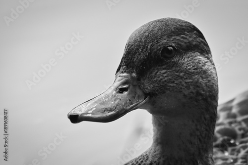 portrait of a duck in bw